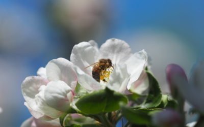 « Histoires d’abeilles » : l’exposition bourdonnante de l’été